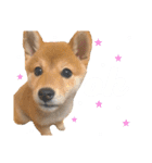きなこのすたんぷ、❶（個別スタンプ：38）