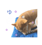 きなこのすたんぷ、❶（個別スタンプ：39）