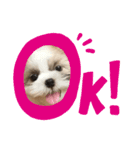 かんたダヨ❕（個別スタンプ：1）