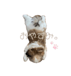 かんたダヨ❕（個別スタンプ：3）