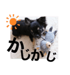 アルたんすたんぷ。（個別スタンプ：16）
