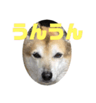 あきまろんが作ったスタンプ（個別スタンプ：31）