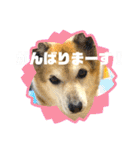 あきまろんが作ったスタンプ（個別スタンプ：35）