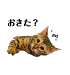 うちの愛猫しじみ（個別スタンプ：1）
