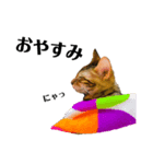 うちの愛猫しじみ（個別スタンプ：2）