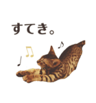 うちの愛猫しじみ（個別スタンプ：3）