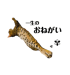 うちの愛猫しじみ（個別スタンプ：5）