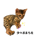 うちの愛猫しじみ（個別スタンプ：6）