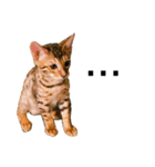 うちの愛猫しじみ（個別スタンプ：7）