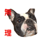 顔面フレンチブルドッグ（個別スタンプ：10）