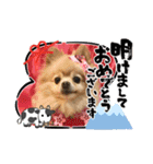 ポメラニアン☆レイン 2021（個別スタンプ：1）