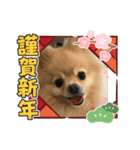 ポメラニアン☆レイン 2021（個別スタンプ：3）
