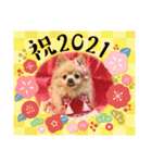 ポメラニアン☆レイン 2021（個別スタンプ：4）