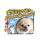 ポメラニアン☆レイン 2021（個別スタンプ：14）