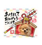 ポメラニアン☆レイン 2021（個別スタンプ：17）