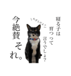 猫、足りてますか？Byくつした（個別スタンプ：3）