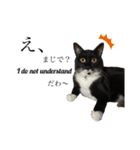 猫、足りてますか？Byくつした（個別スタンプ：4）