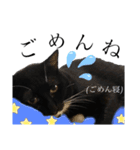 猫、足りてますか？Byくつした（個別スタンプ：6）