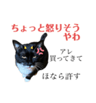 猫、足りてますか？Byくつした（個別スタンプ：9）