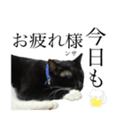 猫、足りてますか？Byくつした（個別スタンプ：11）