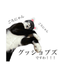 猫、足りてますか？Byくつした（個別スタンプ：12）