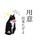 猫、足りてますか？Byくつした（個別スタンプ：13）
