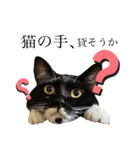 猫、足りてますか？Byくつした（個別スタンプ：14）