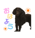 noahstanp（個別スタンプ：7）