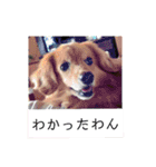 小町ときょののののの（個別スタンプ：16）