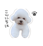 ビションフリーゼ の たたみちゃん ♡（個別スタンプ：1）