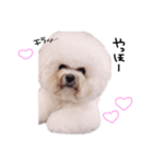 ビションフリーゼ の たたみちゃん ♡（個別スタンプ：2）