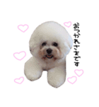 ビションフリーゼ の たたみちゃん ♡（個別スタンプ：3）