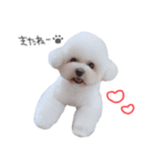 ビションフリーゼ の たたみちゃん ♡（個別スタンプ：4）