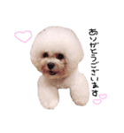 ビションフリーゼ の たたみちゃん ♡（個別スタンプ：5）
