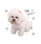 ビションフリーゼ の たたみちゃん ♡（個別スタンプ：7）