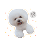 ビションフリーゼ の たたみちゃん ♡（個別スタンプ：12）