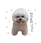 ビションフリーゼ の たたみちゃん ♡（個別スタンプ：15）