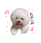 ビションフリーゼ の たたみちゃん ♡（個別スタンプ：16）