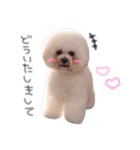 ビションフリーゼ の たたみちゃん ♡（個別スタンプ：17）