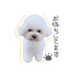 ビションフリーゼ の たたみちゃん ♡（個別スタンプ：18）