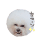 ビションフリーゼ の たたみちゃん ♡（個別スタンプ：19）