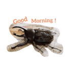 クワガタとカブトムシスタンプ beetle（個別スタンプ：1）