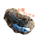 クワガタとカブトムシスタンプ beetle（個別スタンプ：2）