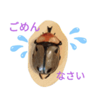クワガタとカブトムシスタンプ beetle（個別スタンプ：3）