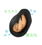 クワガタとカブトムシスタンプ beetle（個別スタンプ：4）