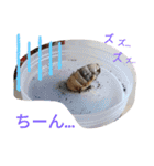 クワガタとカブトムシスタンプ beetle（個別スタンプ：5）