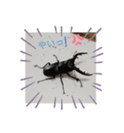 クワガタとカブトムシスタンプ beetle（個別スタンプ：6）