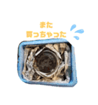クワガタとカブトムシスタンプ beetle（個別スタンプ：9）