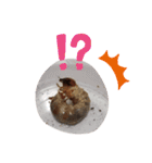 クワガタとカブトムシスタンプ beetle（個別スタンプ：10）