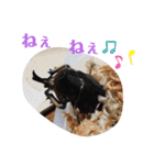 クワガタとカブトムシスタンプ beetle（個別スタンプ：11）